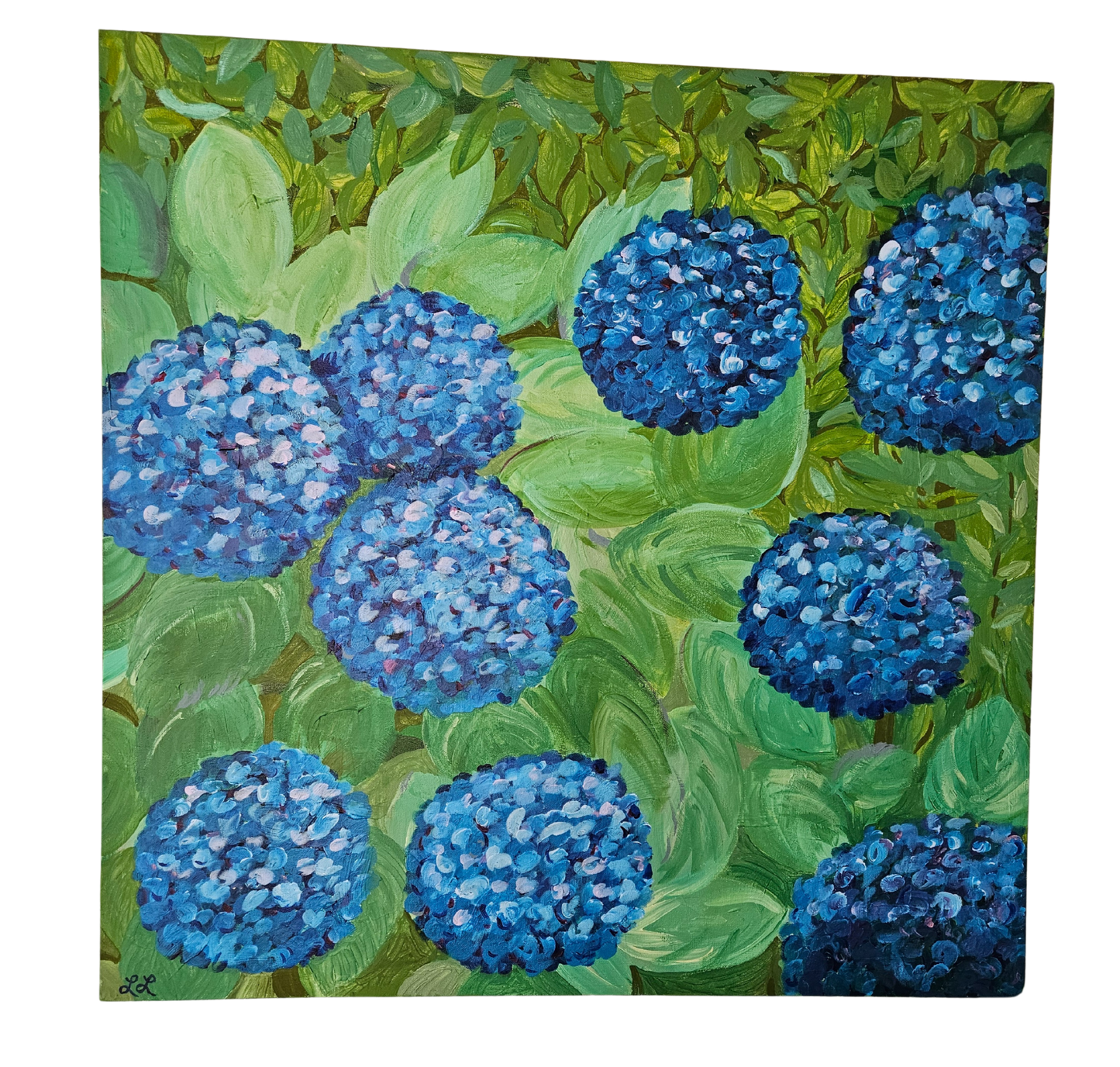 Hydrangea Summer Shade