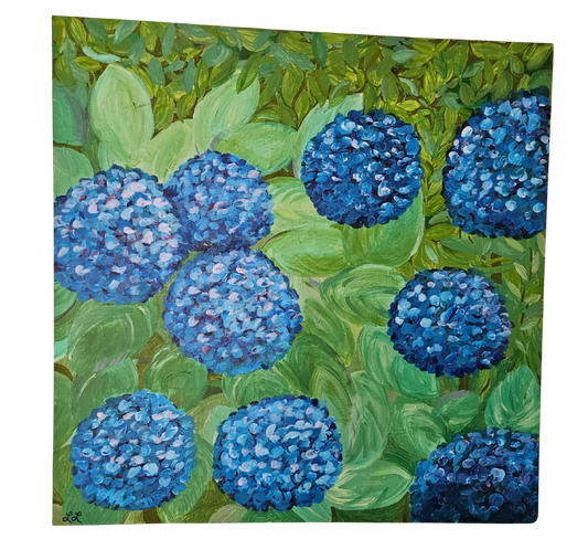Hydrangea Summer Shade